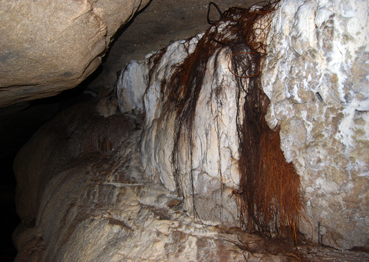 Tree Roots in the Cave